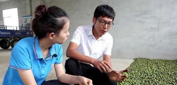  果实@农村一种“发财树”，一棵价值400多元，果实120元一斤