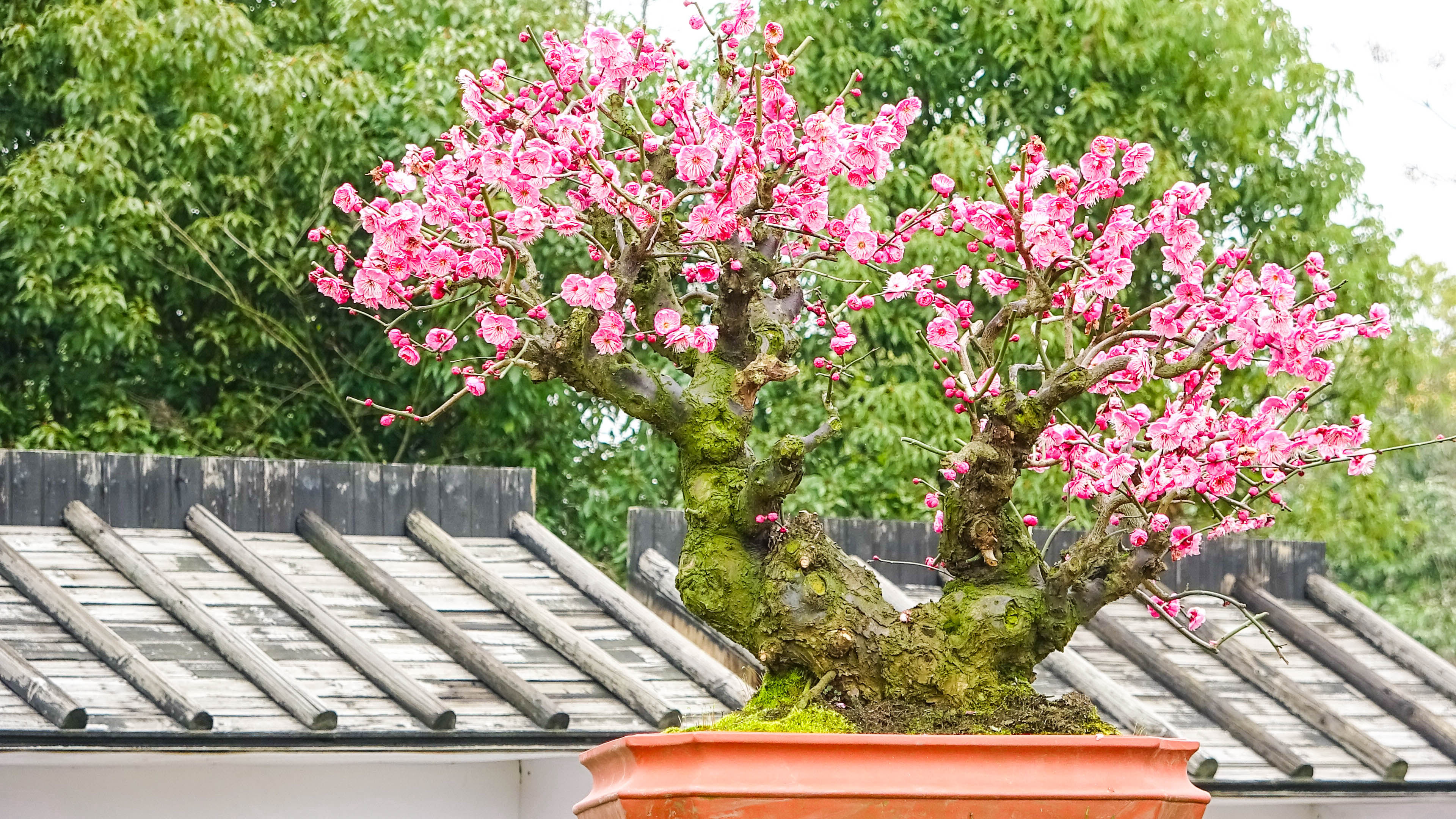 2019，梅花盆景-摄于苏州香雪海景区