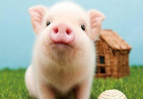  「二师兄」病死的“二师兄”最终都去了哪？养猪场老板说出答案