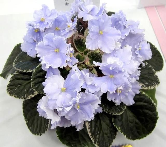  『家里』在室内半阴处容易开花的11种盆栽开花植物，家里可多种几种