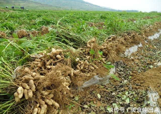  [几十块]它是毁庄稼的一把好手，颇令农民头疼，现在端上餐桌，