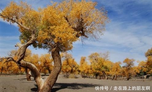 世界最梦幻的5棵树,其中一棵在中国,是唐太宗亲手栽种下来的