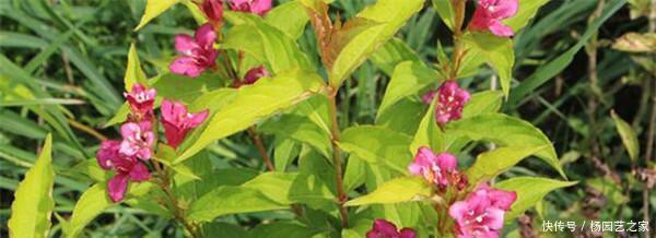 『扦插繁殖』五彩锦带花什么时候扦插