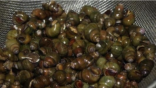  「好主意」种粮食不赚钱怎么办？农村养螺蛳是个好主意，高产螺