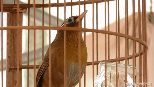 画眉鸟驯养知识:老毛画眉鸟的优缺点