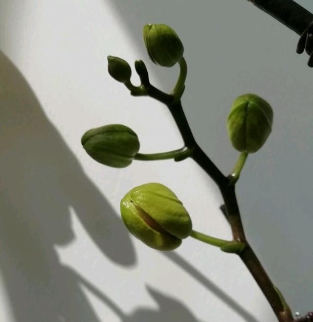 「顺利」蝴蝶兰看到花苞到顺利开花需要多久？至少50天，打开一个开花机关