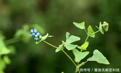  野菜@在农地里，1种野菜别踩踏，价值比三叶草还高，你见过吗？