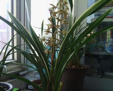  【生长习性】家有兰草不开花？搞清它的生长习性，怎么样都能开花，轻松掌握