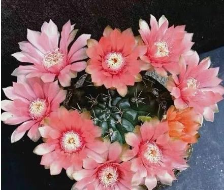  『绯花』绯花玉，越懒开花越爆盆，一个月不喝水，花色妖艳开满盆，美极了