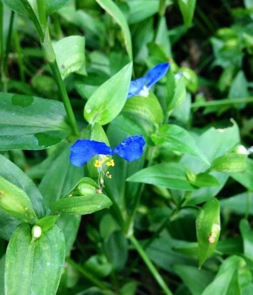  『花养』鸭跖草路边常见，农村拿来喂鸡，挖回家当花养，墙壁都爬满了