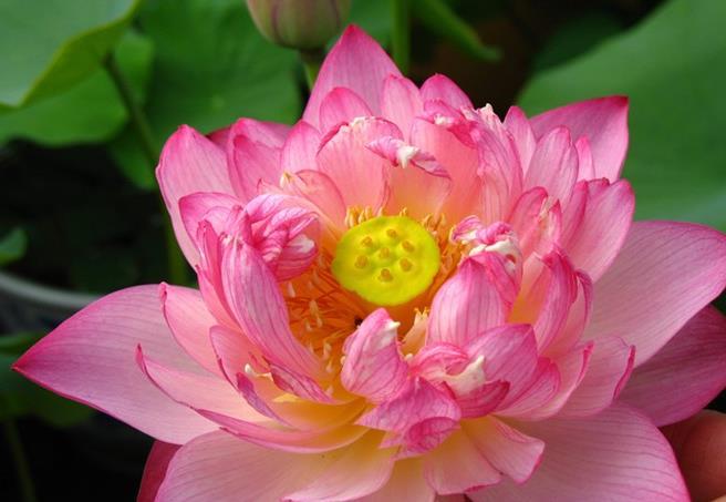  #艳丽#喜欢养护花卉，就可以养护花期长，花色艳丽，爆盆简单的5种花卉