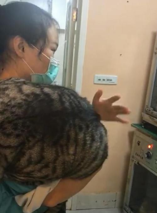  『洗澡』带猫咪洗澡，老板说猫太胖要加钱，主人不肯，等猫洗完后他愣住了