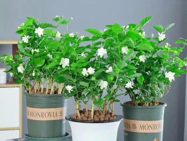  #芳香#茉莉花最爱3种“肥料”,家中就有,浇一点,花大芳香、开爆盆!