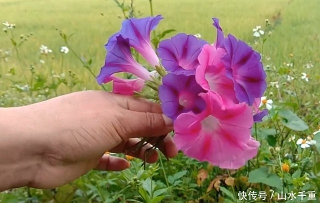  「没想到」农村遍地可见的“大喇叭”，小时候摘来玩，没想到还