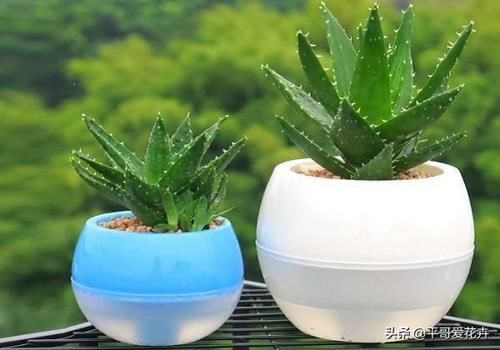  「平时」芦荟不会养？平时注意这“5个关键”，芦荟长得快、叶片翠绿