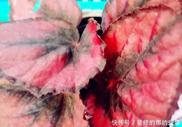  适合■这观叶植物美貌不输矾根，比矾根更耐阴，适合室内养护