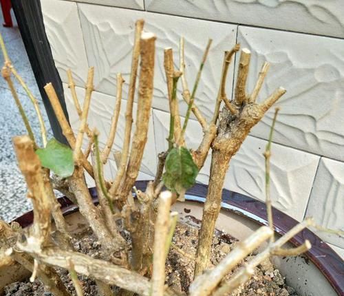  「技巧」茉莉花修剪和开花枝条的关系？茉莉花连续不断开花的修剪技巧？