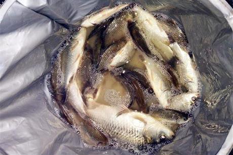 主攻鲫鲤草鱼，中秋节放假去水库垂钓，就使用这两款配方！