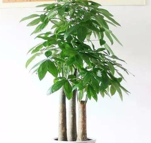  『树干就』夏天要给花多浇水？这几种都自带“储水功能”，养殖宁旱勿涝