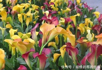 『妖娆』喜欢在家中养护花卉,就选择花期长,开花优美妖娆的3种花卉,美