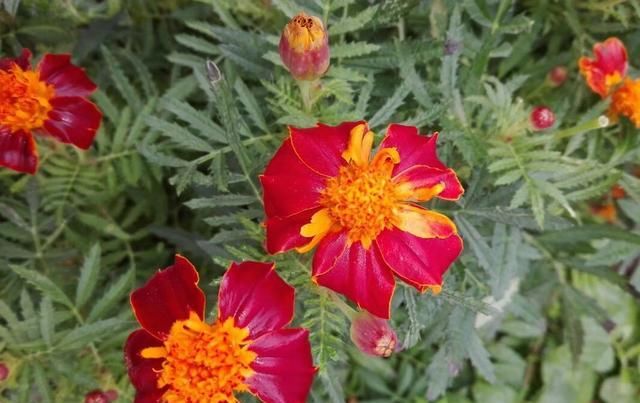  「扦插」学会扦插万寿菊，学会这几点，开花更早更方便