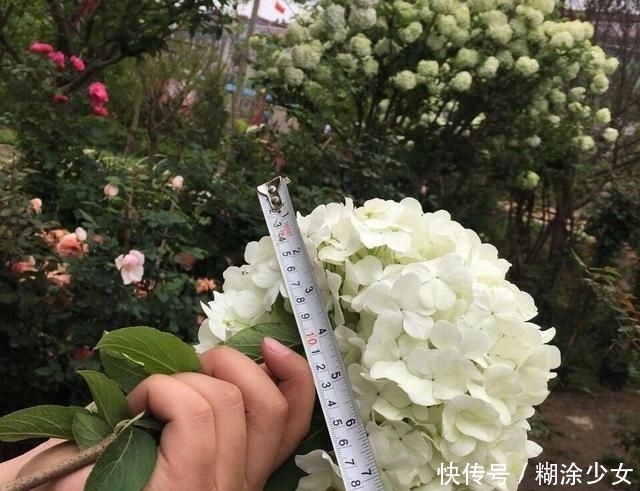 【绣球】1种“绣球树”,每年4月满树开花,1个花朵比脸大,一般人养不了