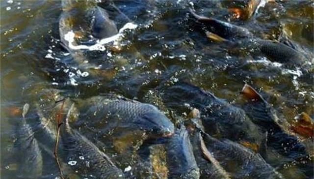  可行：“上面养鸡，下面养鱼”，鸡鱼共养的养殖模式可行吗？看完有数了