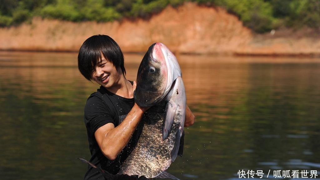  【水上漂】一种植物，猪牛不吃，农民却弄去“喂鱼”？网友：鱼