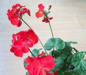  『花芽』养好天竺葵，一个小诀窍，花芽“2倍”钻，花朵开成“大彩球”