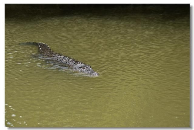 神奇的帕劳红树林，因水下藏着这个肉食动物不能轻易下水