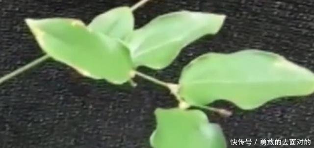 农村叫山猪粪的野草，以前不受重视，如今一斤60元是名贵草药