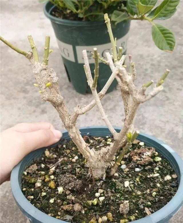 \＂i11\＂: \＂郁金香几月份开的最好？\＂养茉莉花，春天有3件事赶快做，晚了小心不开花