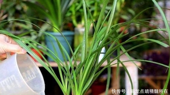  「盆栽」盆栽兰花为什么总烂根？多注意4方面问题，根须越长越旺