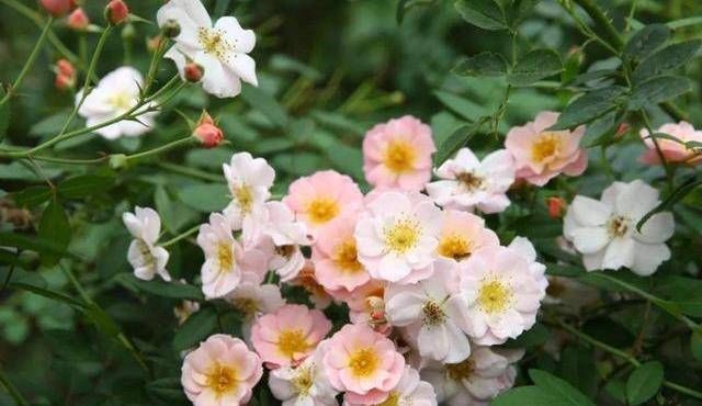 「阳台」养花就养3种“开花机器”,开花爆盆花量大,阳台宛如人间仙境