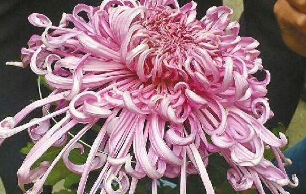  『养花』喜欢养花，就养盆“菊中珍品”菊渊雅韵，似美人起舞，温婉典雅