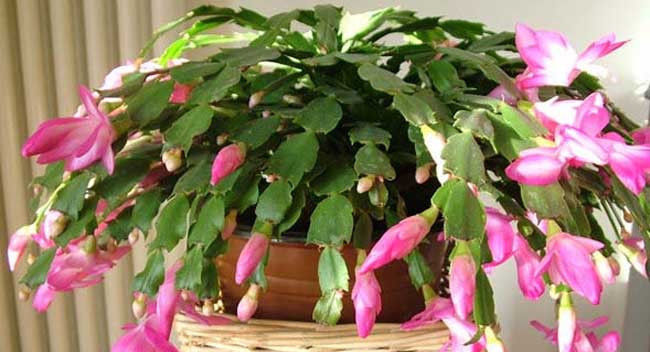 「蟹爪」蟹爪兰什么时候开花,一年开几次花