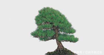 观赏性高的盆景良才，曾被抬价千万，现已走入寻常百姓家！