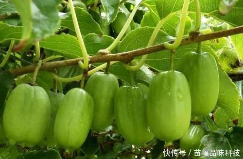  「蜂蜜」阳台也能种果树，1种果树养2棵，一棵能结好多果，味道比蜂蜜甜