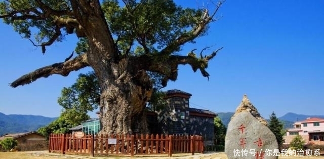 奇观！福建一棵千年古树内藏着一尊佛像，来历不明吸引无数游客