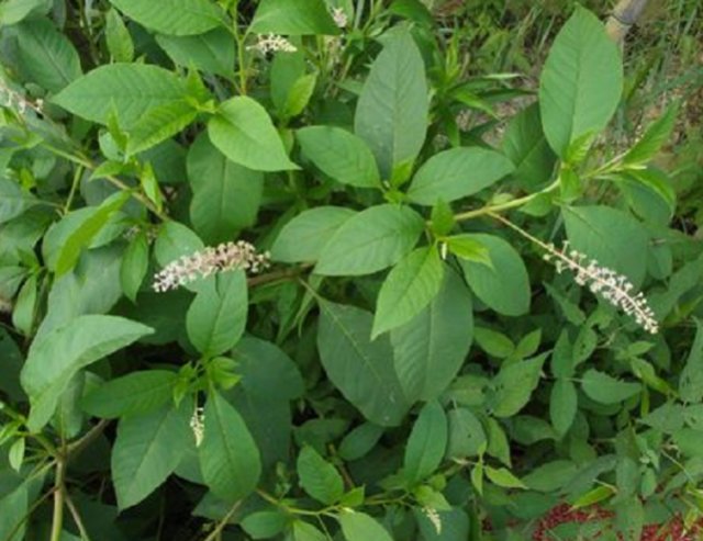  当做|这种草上个世纪被当做“喂猪草”如今被称为人参，药用价值