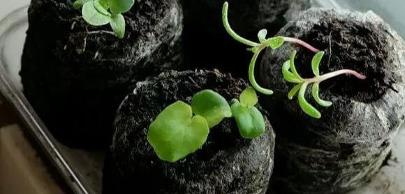  #漂亮#这4种花，一开花就停不下来，漂亮好养，是盆栽佳品！