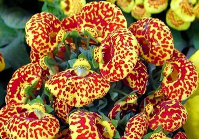  「冬天」冬天开花的荷包花，养护注意3点，不烂根不烂叶，花开满盆