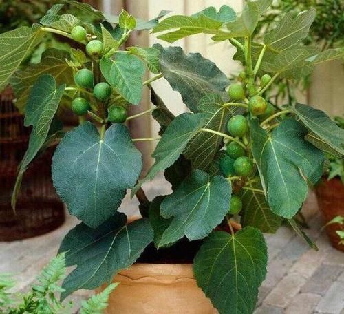  盆栽|盆栽无花果结果少做好3件事，开花结果越来越多，个个又大又甜