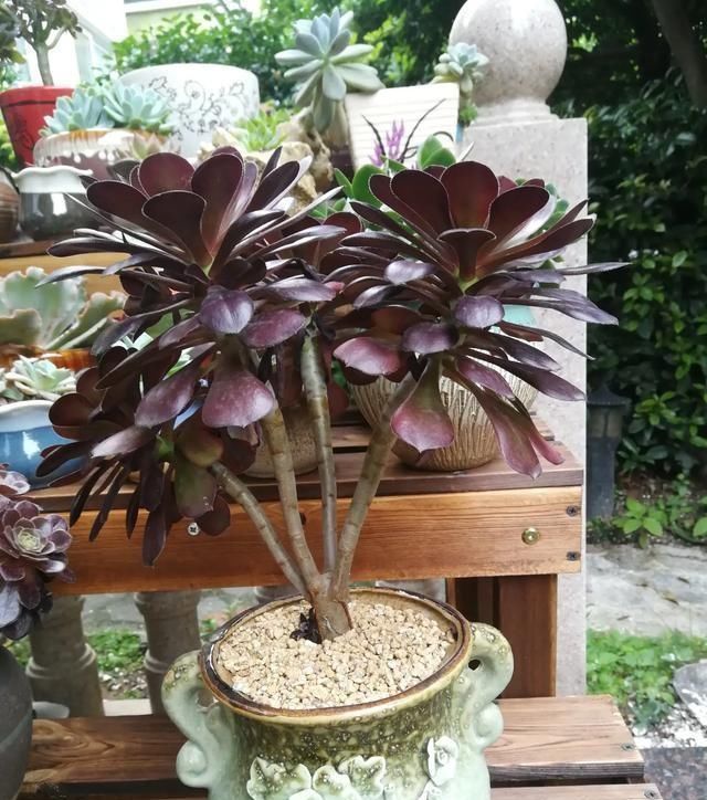  法师■多肉植物法师多久应该换盆，要注意什么？
