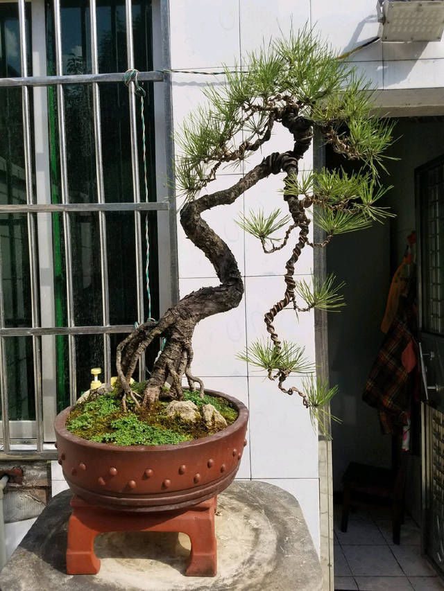  『园艺师』到园艺师家里做客，欣赏到了很多精品盆景，一起来感受盆景的魅力