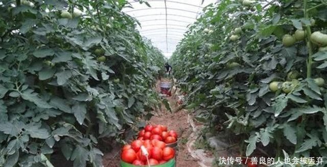 农民利用大棚种它，亩产三万斤，种子四毛一粒