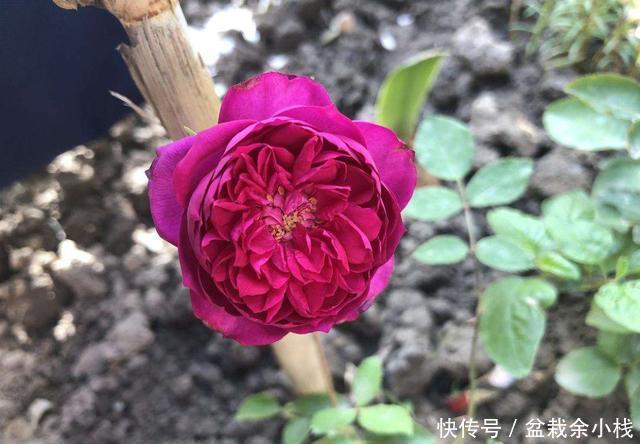  #三角梅#喜欢养花，就选择开花量大能爆盆，颜色艳丽花期长的3种，好养活