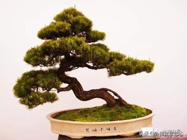 盆景大师都爱玩，山松会否成为下一个热点？