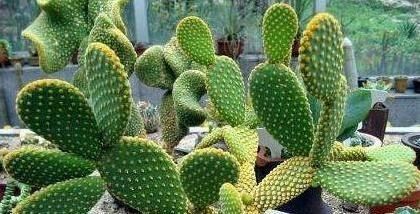  「适合」适合懒人朋友养的五种植物,就算不上心,它们自己也能长得很好
