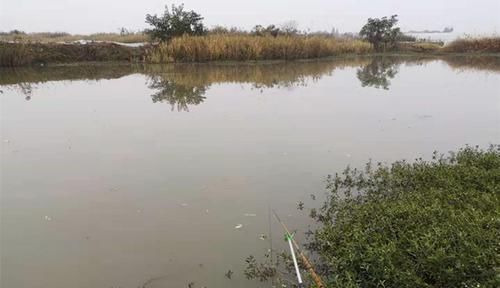 『选择浑水』开春钓鲤鱼,大鲤鱼喜欢躲在这些地方,这些位置下竿一钓一个准!